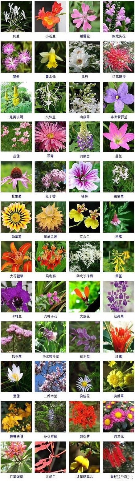 带你认识各种花名。各位采花大盗速速采去，… - 堆糖，美图壁纸兴趣社区