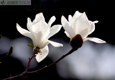 白玉兰的养殖方法 白玉兰(拉丁学名：Magnolia denudata)是玉兰花中开白色花的品种，也叫玉兰、望春花、玉兰花等，木兰科落叶乔木，树高一般2～5米或高可达15米。花白色，大型、芳香，先叶开放，花期10天左右。中国…