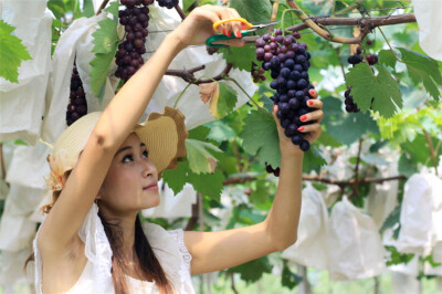 8年大苗果树苗葡萄苗葡萄树葡萄树苗 地栽 南方北方种植当年结果