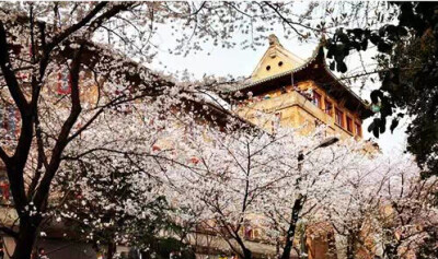 湖北丨武汉大学樱花 2015武大樱花节开始时间 ：初花期在3月13日左右，盛花期在3月17日前后，盛花期过后10日左右结束。