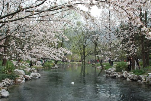 杭州丨太子湾公园 杭州最老牌的赏花胜地。这里的樱花，大多是1988年时种的树苗，差不多有1200棵。 目前绽放的樱花都属于华中樱。太子湾公园共有樱花500株左右，绝大多数是日本 樱花，华中樱仅有17株，都是3年前从井冈山 引进的。 华中樱的花期在每年3~4月，属于早花品种，开放时间比日本晚樱要早些。