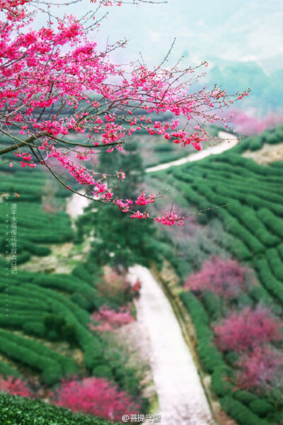 福建丨漳平永福号称“大陆阿里山”,今年是这里举办的第四届樱花节,此时樱花初开,红色的樱花配上周围绿色的树,分外好看。漳平市有百万株樱花竞相开放,中国红、多重樱、吉野樱、云南樱等等,这里是樱花的聚会,在寒冬中…