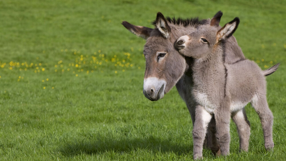 法国诺曼底，草地上的非洲野驴与宝宝 CotentinDonkeys