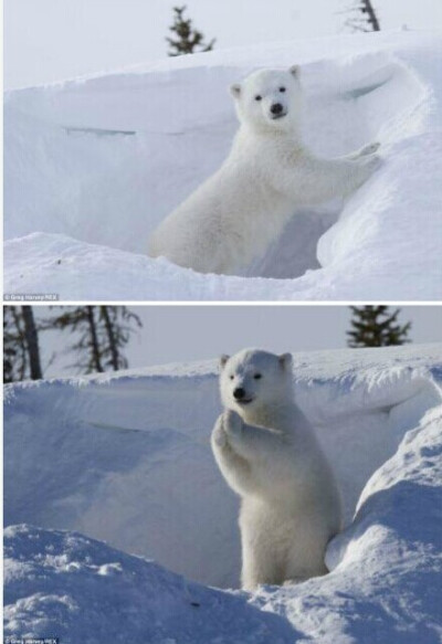 野外摄影师GregHarvey在加拿大国家公园一个雪坑里发现一只小北极熊，小熊看见镜头没害怕，反而感觉自己萌萌哒，搔首弄姿的摆起了Pose