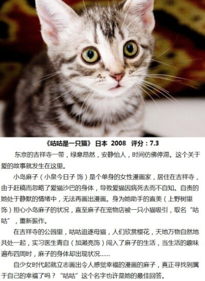 喵！瞄！超经典高分的9部猫咪电影。猫控们速速收下吧~