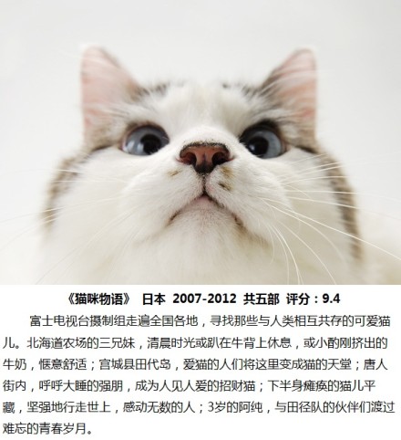 喵！瞄！超经典高分的9部猫咪电影。猫控们速速收下吧~