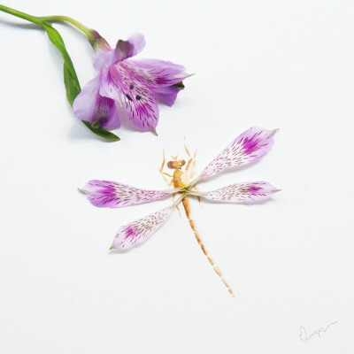 Dragonfly. Made of petals of a purple Peruvian lily.