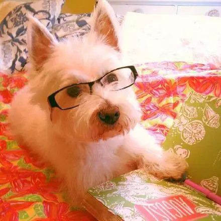 给狗狗们戴上眼镜后英俊度立刻up了200%，眼镜控根