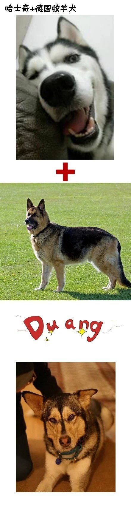 哈士奇真是我们狗界的翘楚，繁衍后代，生生不息，将二进行到底，下面请看“哈士奇串串大合集”