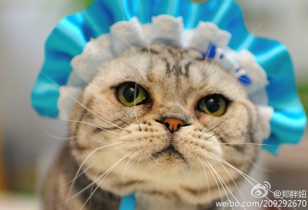 #郑旺旺是个姑娘# 2013年2月23日！郑旺旺二公主六岁啦！！！时间过的真快〜转眼间我们旺旺从一个50天大小的小小奶变成了六岁的大姑娘！！她被胖姐抚养长大，未来会在肥花的陪伴下继续幸福的生活下去！！！旺旺公主请许个生日愿望吧！旺旺：本公主希望把郑肥花快递回新西兰！肥花：。。。猫奴：。。。。