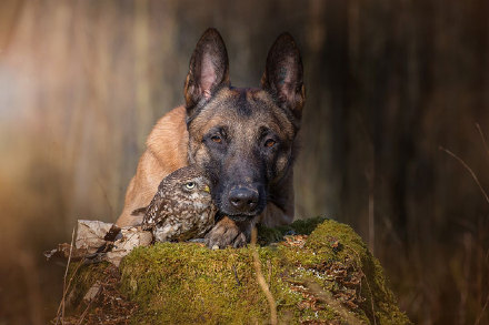 在看到德国动物摄影师 Tanja Brandt 的这组作品之前，我和你一样不会相信一只猫头鹰和一只牧羊犬能成为好朋友…