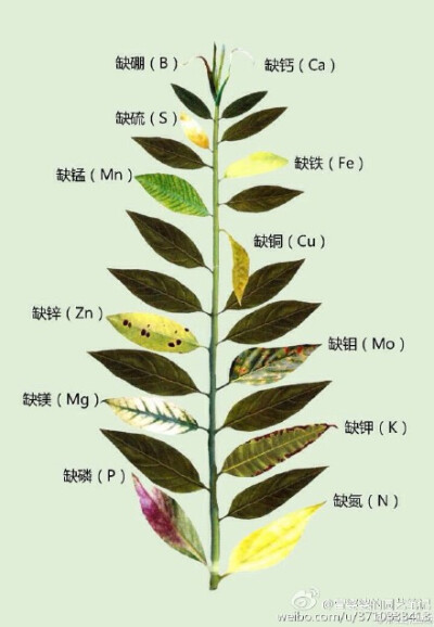 从叶子的状态看植物的状态