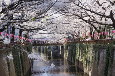  日本東京都目黑區(qū)大橋下的目黑川，每年的3、4月，盛開的櫻花掩映于河面之上，櫻花凋落后，水面會變成粉色的櫻花溪流，形成了一條花瓣紅毯。晚上夜櫻也很好看。 交通路線：東急東橫線、地下鐵日比谷線的中目黑站出站…