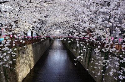  日本東京都目黑區(qū)大橋下的目黑川，每年的3、4月，盛開的櫻花掩映于河面之上，櫻花凋落后，水面會變成粉色的櫻花溪流，形成了一條花瓣紅毯。晚上夜櫻也很好看。 交通路線：東急東橫線、地下鐵日比谷線的中目黑站出站…