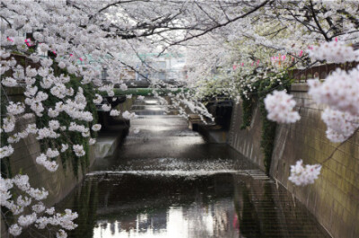  日本東京都目黑區(qū)大橋下的目黑川，每年的3、4月，盛開的櫻花掩映于河面之上，櫻花凋落后，水面會變成粉色的櫻花溪流，形成了一條花瓣紅毯。晚上夜櫻也很好看。 交通路線：東急東橫線、地下鐵日比谷線的中目黑站出站…