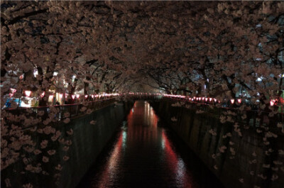  日本東京都目黑區(qū)大橋下的目黑川，每年的3、4月，盛開的櫻花掩映于河面之上，櫻花凋落后，水面會變成粉色的櫻花溪流，形成了一條花瓣紅毯。晚上夜櫻也很好看。 交通路線：東急東橫線、地下鐵日比谷線的中目黑站出站…