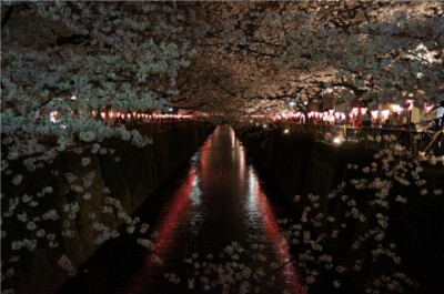  日本東京都目黑區(qū)大橋下的目黑川，每年的3、4月，盛開的櫻花掩映于河面之上，櫻花凋落后，水面會變成粉色的櫻花溪流，形成了一條花瓣紅毯。晚上夜櫻也很好看。 交通路線：東急東橫線、地下鐵日比谷線的中目黑站出站…