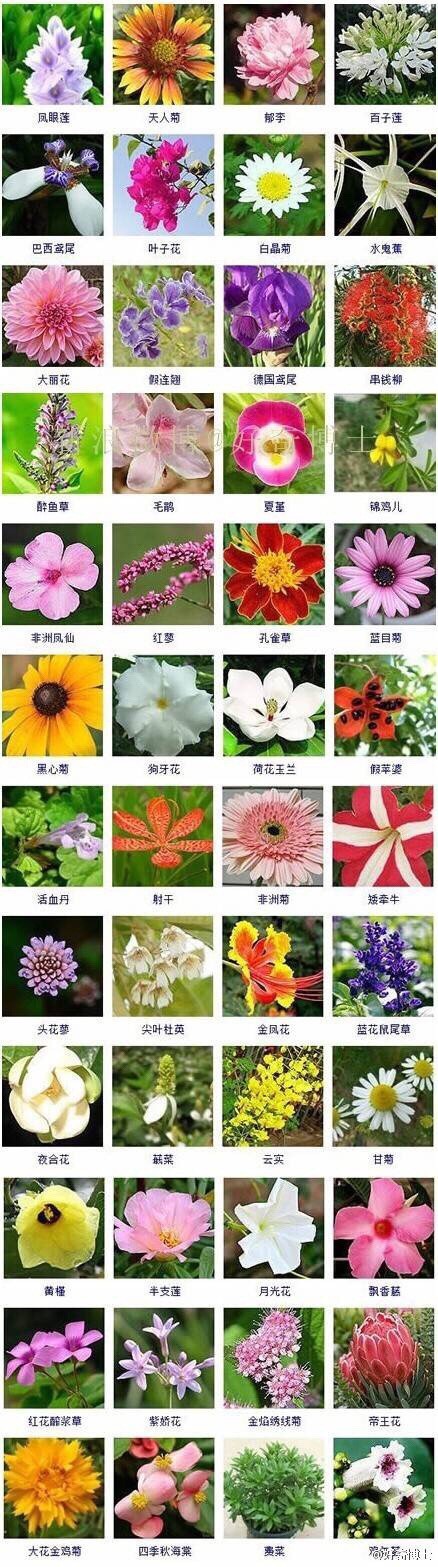 【看图识花名】各位采花大盗速速转走，春天… - 高清图片，堆糖，美图壁纸兴趣社区