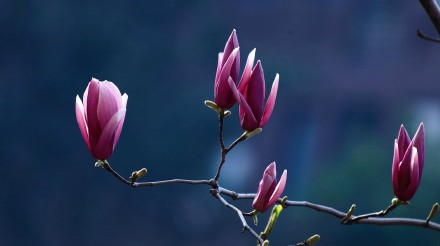 木蘭 | 春和景明，芳草花影，木蘭成筆，書畫空穹。西湖邊，流水泛酒，翠草成裀，花落為褥，獨醉春風。少年白鬢，人老無情，待看木筆空書，舊日芳景。鏡裏孤鸞，篋中團扇，只是杯空少。故人倦旅時、終須再見，且乘風、高詠木蘭花。