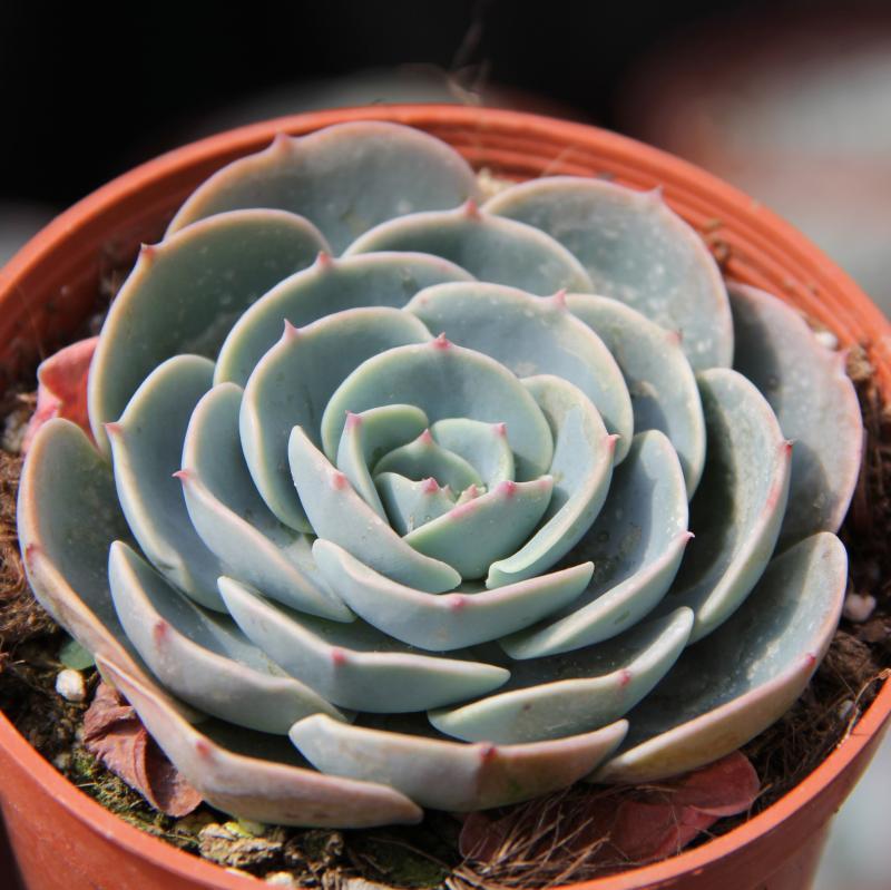 多肉植物玉蝶爱萌多肉实物拍摄