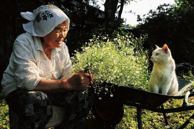 日本80后摄影师Miyoko Ihara的祖母在自家菜棚下发现了一只患有听力障碍的猫咪，祖母给它取名叫Fukumaru。从此Miyoko Ihara记录祖母老年充实生活的照片里就多了一只和祖母不离不弃、相守终老的猫咪。