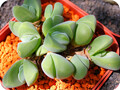 驼峰花属(Gibbaeum)