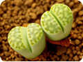 生石花属 lithops