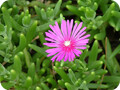 露子花属(Delosperma)