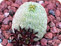 凝蹄玉属(Pseudolithos）