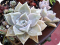 风车草属(Graptopetalum)