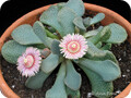 唐扇属(Aloinopsis)