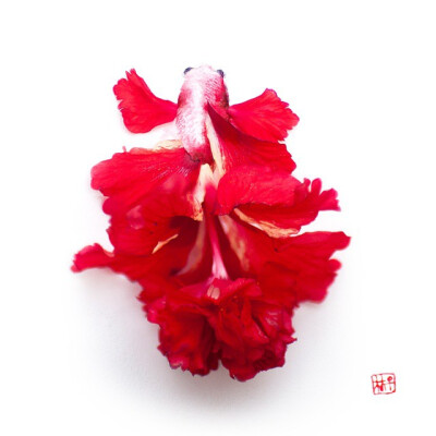 Rouge Dancer. Red fighting fish, made of red hibiscus. It seems that it is actually dancing than swimming!