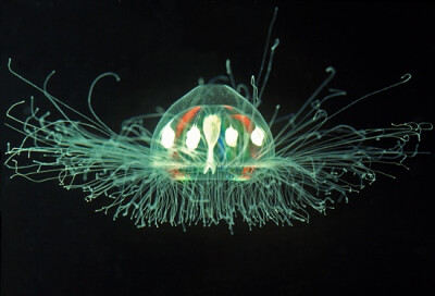 了解水母的科普贴：http://www.howstuffworks.com/zoology/marine-life/jellyfish.htm