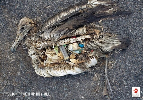 Bird Conservation: If You Don’t Pick It Up They Will