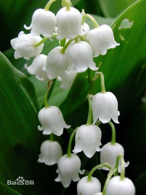 铃兰花Convallaria majalis Linn.又名君影草、山谷百合，风铃草。味甜，高毒性。花果期5～7月。铃兰落花在风中飞舞的样子就像下雪一样，因此铃兰的草原也被人们称为“银白色的天堂”。铃兰全草入药。铃兰不仅能净化空气，而且能抑制结核菌、肺炎双球菌、葡萄球菌的生长繁殖。铃兰的美为天性浪漫的法国人所青睐。从20世纪初开始，受宠的铃兰就有自己的节目，每年5月1日是法国的“铃兰节”。英国人也是铃兰的超级粉丝，“谷中之百合”，便是英国人对铃兰的俗称。中国把“铃兰”叫“君影草”令人联想起孔子所称扬的“芝兰生于深谷，不以无人而不芳；君子修道立德，不为困穷而改节”的高尚人格。花语：幸福归来...