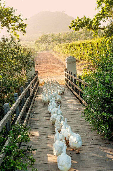 rosiesdreams:A waddling we will go