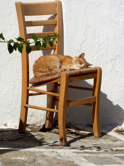 casa-simples:Cat and chair by Marite2007 on Flickr.