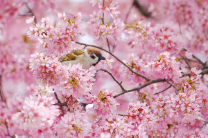 春。樱花。油菜花