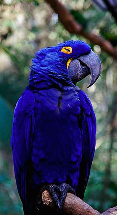 Beautiful hyacinth macaw •