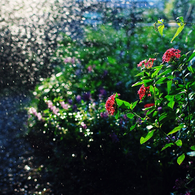 种桃种李种春风