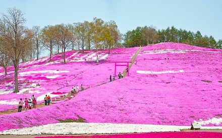 日本北海道东藻琴芝樱公园，樱花季走起！