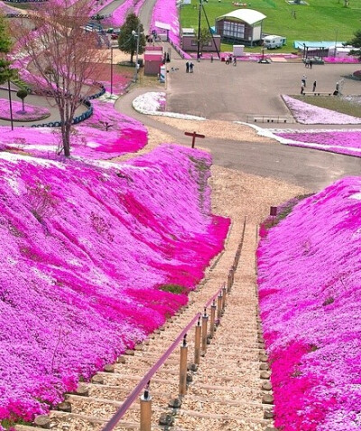 日本北海道东藻琴芝樱公园，樱花季走起！