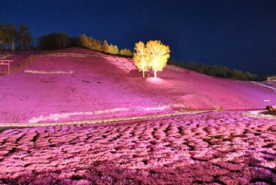 日本北海道东藻琴芝樱公园，樱花季走起！