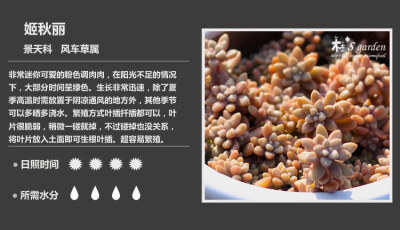 150多种肉肉对照图，不愁不认识自家种的肉肉叫什么名字了！