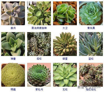 常见的144种多肉植物品种名称及图鉴