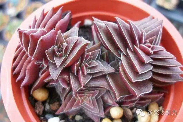 茜之塔(Crassula capitella)，景天科青锁龙属植物，也被称为篝火植物，原产于非洲南部地区。矮小的植株呈丛生状，高仅5～8厘米，直立生长，有时也具匍匐性。 植株能长到约15公分高，能忍受最低零下一度的气温。叶片形状如箭头，肉质。整个植株叶片排列紧密而整齐，由基部向上逐渐变小，形成宝塔状，是一种奇特而美丽的多肉…