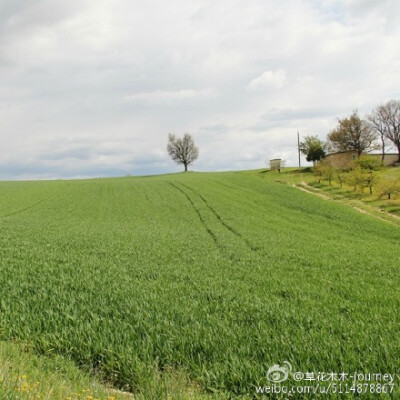 #李.旅.行##带着微博去旅行 ##小镇控# 法国南部，瓦伦索（Valensole）和Puimoisson,还未盛开的薰衣草田和绿油油的麦田。