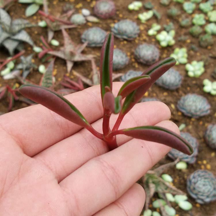 红背椒草多肉植物天绿景窗阳台办公室桌面小盆栽净化空气防辐射