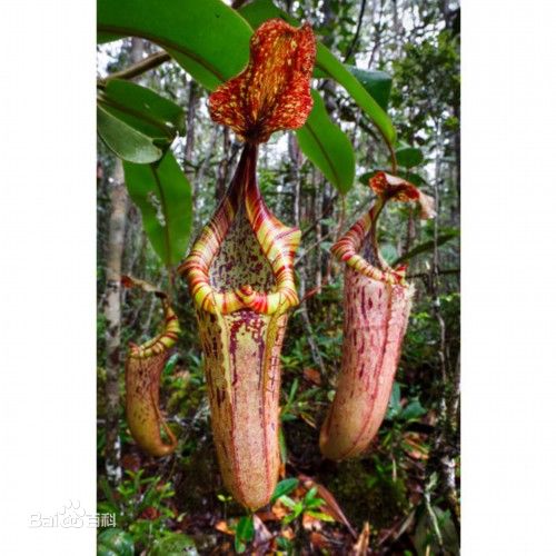 巨型猪笼草，学名Nepenthes attenboroughii，最早是由两个传教士在菲律宾巴拉望中部的维多利亚山顶峰发现的一种新型的猪笼草品种。后被英国植物学家证实，这种植物属于猪笼草的一个新品种，体型巨大，甚至可以吞噬老鼠大小的猎物。分布于菲律宾巴拉望省海拔1600米至1726米。