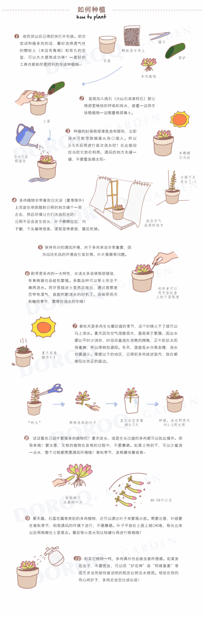 多肉植物养护